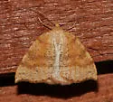 Drepanulatrix falcataria - Hodges#6689