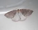 Drepanulatrix falcataria - Hodges#6689 - photo 2