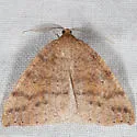 Drepanulatrix falcataria - Hodges#6689 - photo 3
