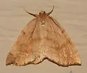 Drepanulatrix falcataria - Hodges#6689 - photo 4