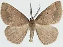 Drepanulatrix garneri - Hodges#6686.1