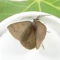 Drepanulatrix garneri - Hodges#6686.1 - photo 2