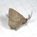 Drepanulatrix garneri - Hodges#6686.1 - photo 3