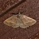 Drepanulatrix garneri - Hodges#6686.1 - photo 4