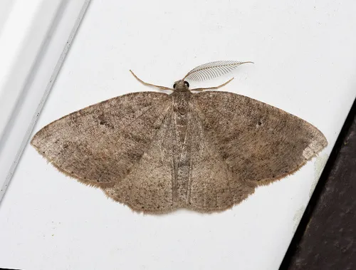 Drepanulatrix monicaria - Hodges#6692