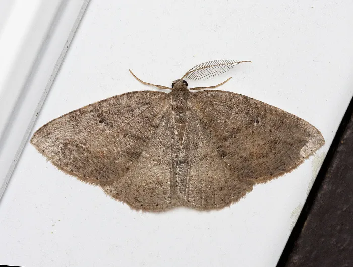 Drepanulatrix monicaria - Hodges#6692 - photo 2