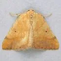 Drepanulatrix nevadaria - Hodges#6687