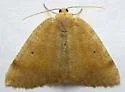 Drepanulatrix nevadaria - Hodges#6687 - photo 3