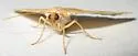 Drepanulatrix nevadaria - Hodges#6687 - photo 4