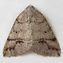 Drepanulatrix quadraria - Hodges#6685