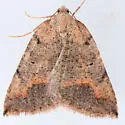 Drepanulatrix quadraria - Hodges#6685 - photo 2