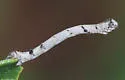 Drepanulatrix quadraria - Hodges#6685 - photo 3