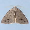 Drepanulatrix quadraria - Hodges#6685 - photo 4
