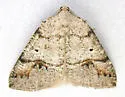 Drepanulatrix quadraria - Hodges#6685 - photo 5