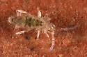 Drepanura californica
