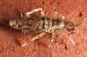 Drepanura californica - photo 2