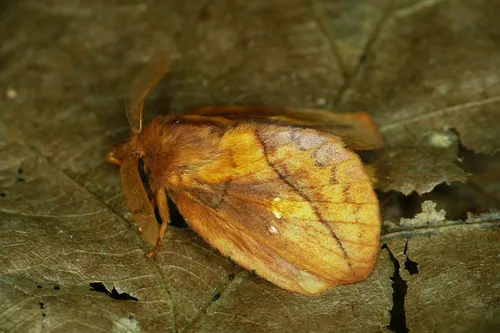 The Drinker - Euthrix potatoria