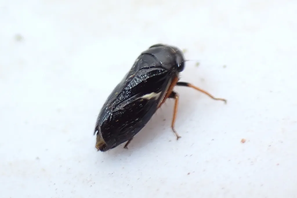 Drionia nigra - photo 2