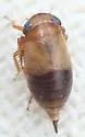 Driotura gammaroides - Driotura gammaroides