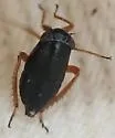 Driotura gammaroides - photo 2