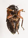 Driotura gammaroides - photo 3