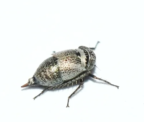 Driotura robusta