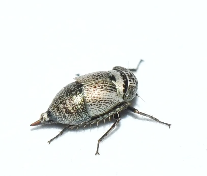 Driotura robusta - photo 2