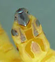 Dromaeolus badius