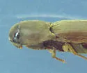 Dromaeolus badius - photo 3