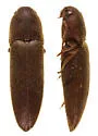 Dromaeolus badius - photo 4