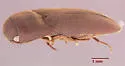 Dromaeolus badius - photo 5