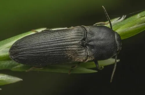 Dromaeolus barnabita