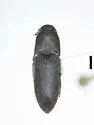 Dromaeolus californicus