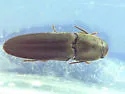 Dromaeolus cylindricollis