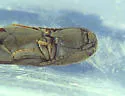 Dromaeolus cylindricollis - photo 2