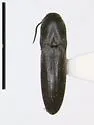 Dromaeolus cylindricollis - photo 4