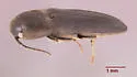 Dromaeolus cylindricollis - photo 5