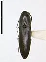 Dromaeolus harringtoni