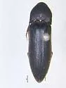 Dromaeolus salsus