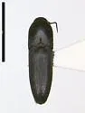 Dromaeolus striatus