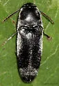 Dromaeolus turnbowi - photo 2