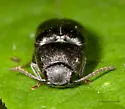 Dromaeolus turnbowi - photo 3