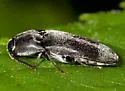 Dromaeolus turnbowi - photo 4