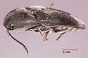 Dromaeolus turnbowi - photo 5