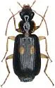 Dromius fenestratus