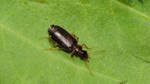 Dromius meridionalis