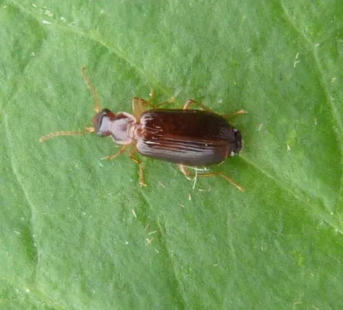 Dromius meridionalis - photo 2