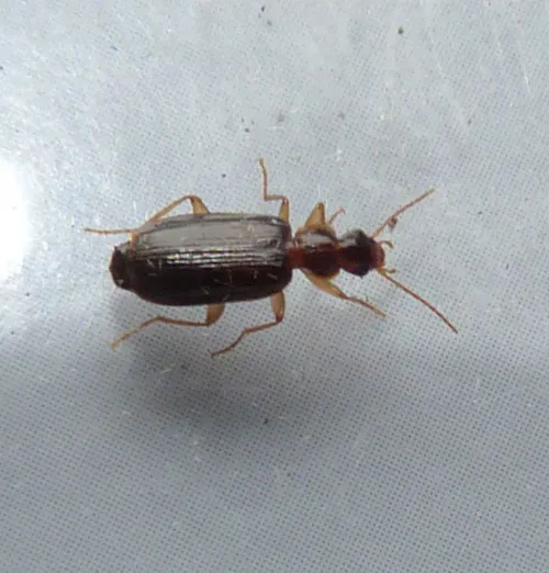 Dromius meridionalis - photo 3