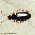 Dromius piceus - Dromius piceus