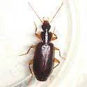 Dromius piceus - photo 2